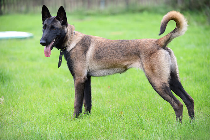 Malinois