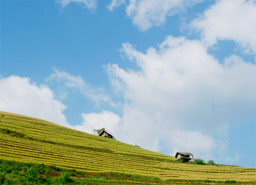 Mù Cang Chải tuyệt đẹp mùa lúa chín