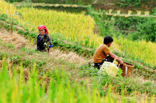 Mù Cang Chải tuyệt đẹp mùa lúa chín
