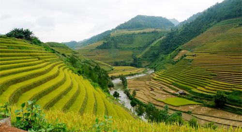Mù Cang Chải tuyệt đẹp mùa lúa chín