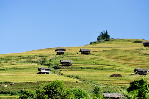 Mù Cang Chải tuyệt đẹp mùa lúa chín
