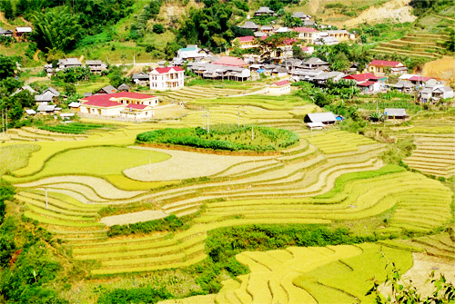 Mù Cang Chải tuyệt đẹp mùa lúa chín