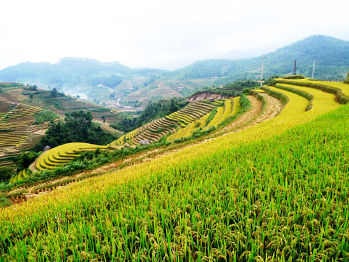 Mù Cang Chải tuyệt đẹp mùa lúa chín