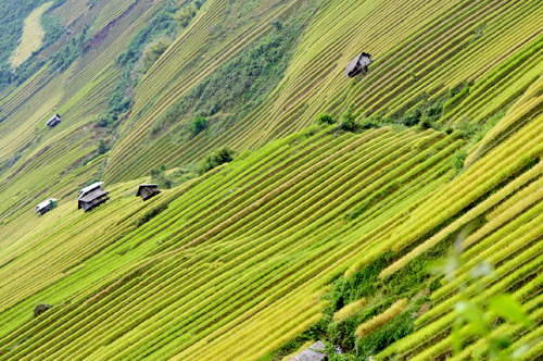 Mù Cang Chải tuyệt đẹp mùa lúa chín